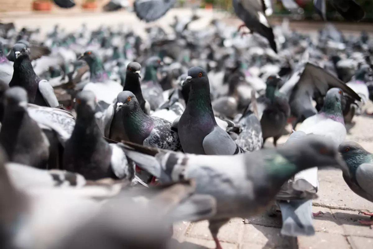 Kuşbazlara Kötü Haber! Güvercin Beslemek Yasaklandı