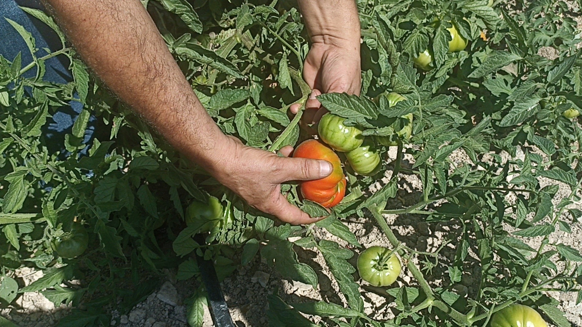Sivas'ta Soğuğun Vurduğu Bahçeye Ekilen Domates Yüzleri Güldürdü