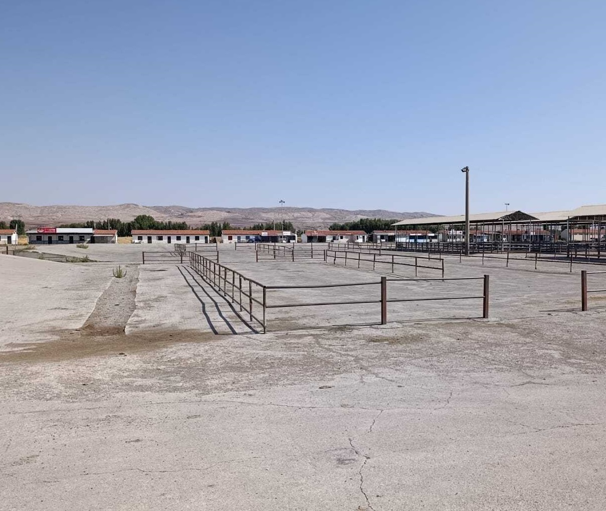 Sivas'ta Hayvan Pazarı İçin  Umutlu Bekleyiş