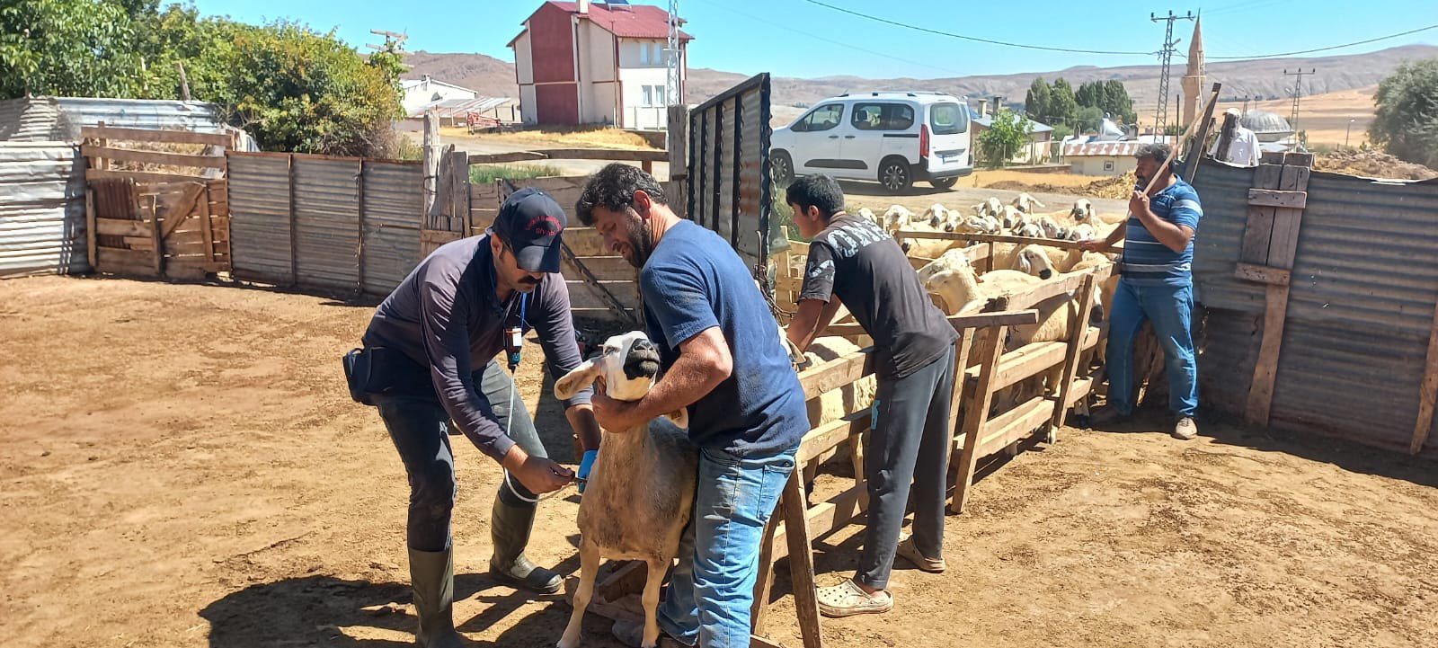 Sivas’ta Hayvancılıkta Aşılama ve Kimliklendirme Çalışmaları Sürüyor