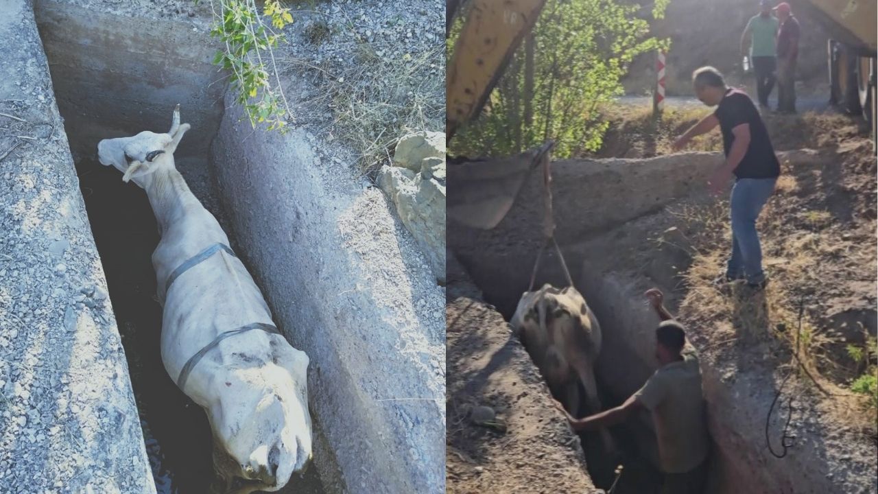 Sivas'ta 5 Saatlik İnek Kurtarma Operasyonu