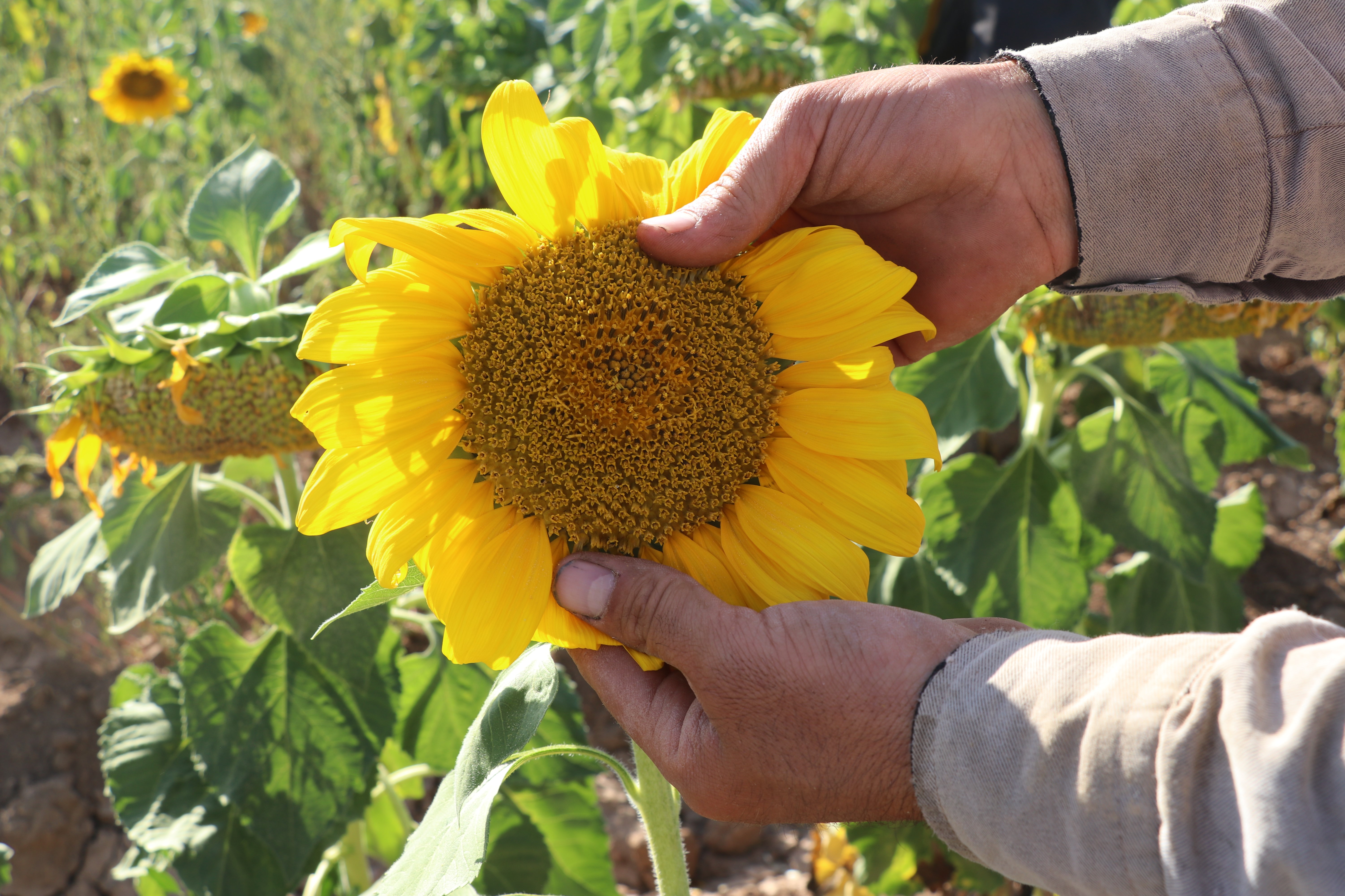 Sivas'ta Ayçiçeği Hasadı Yaklaşıyor