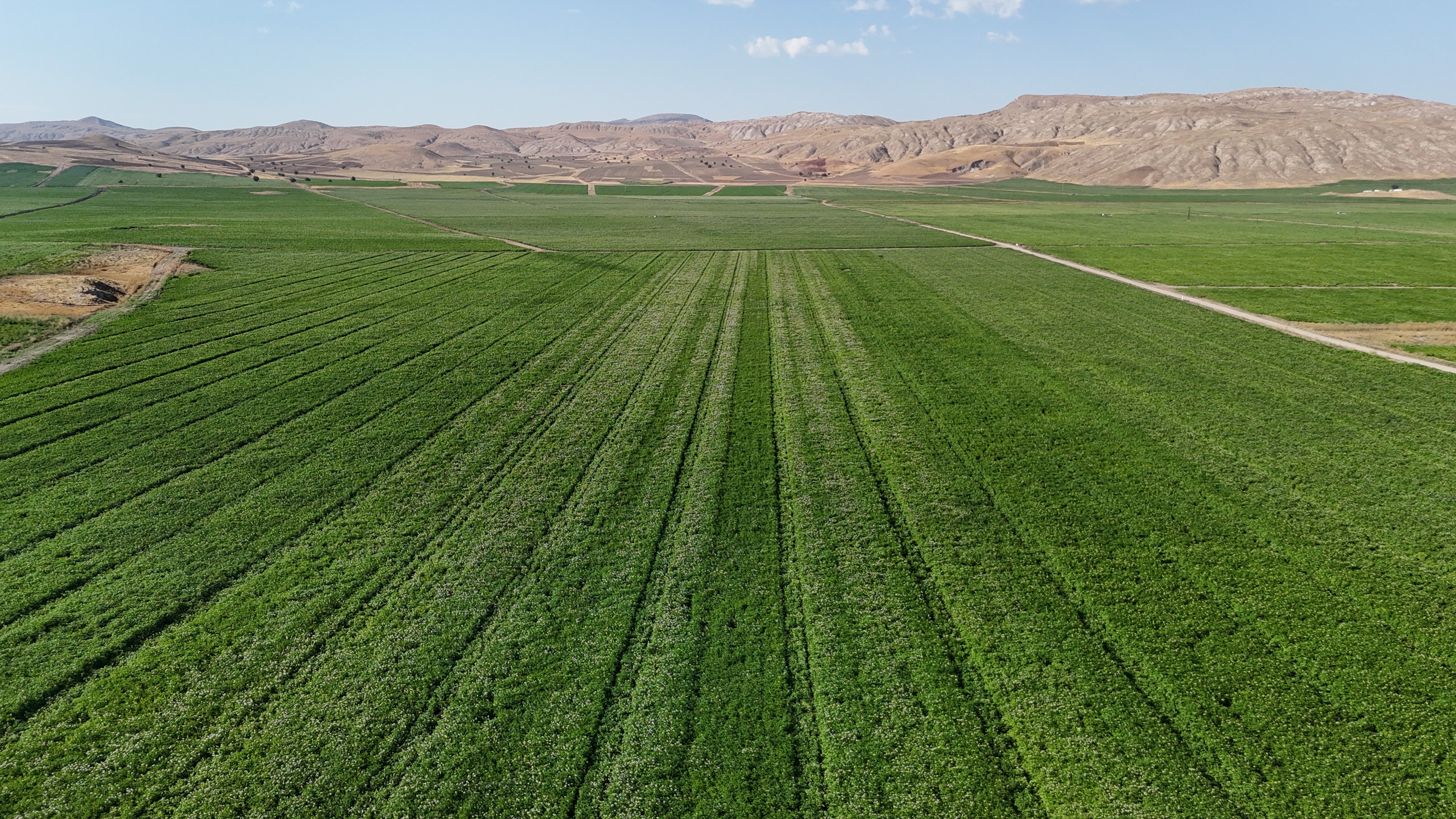 Sivas’ta Patates Hasadı İçin Geri Sayım Başladı