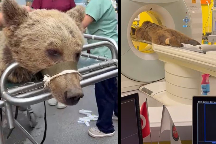 300 kiloluk ayıya MR çekildi! 'Fazla yediği meyveden karnını üşütmüş'