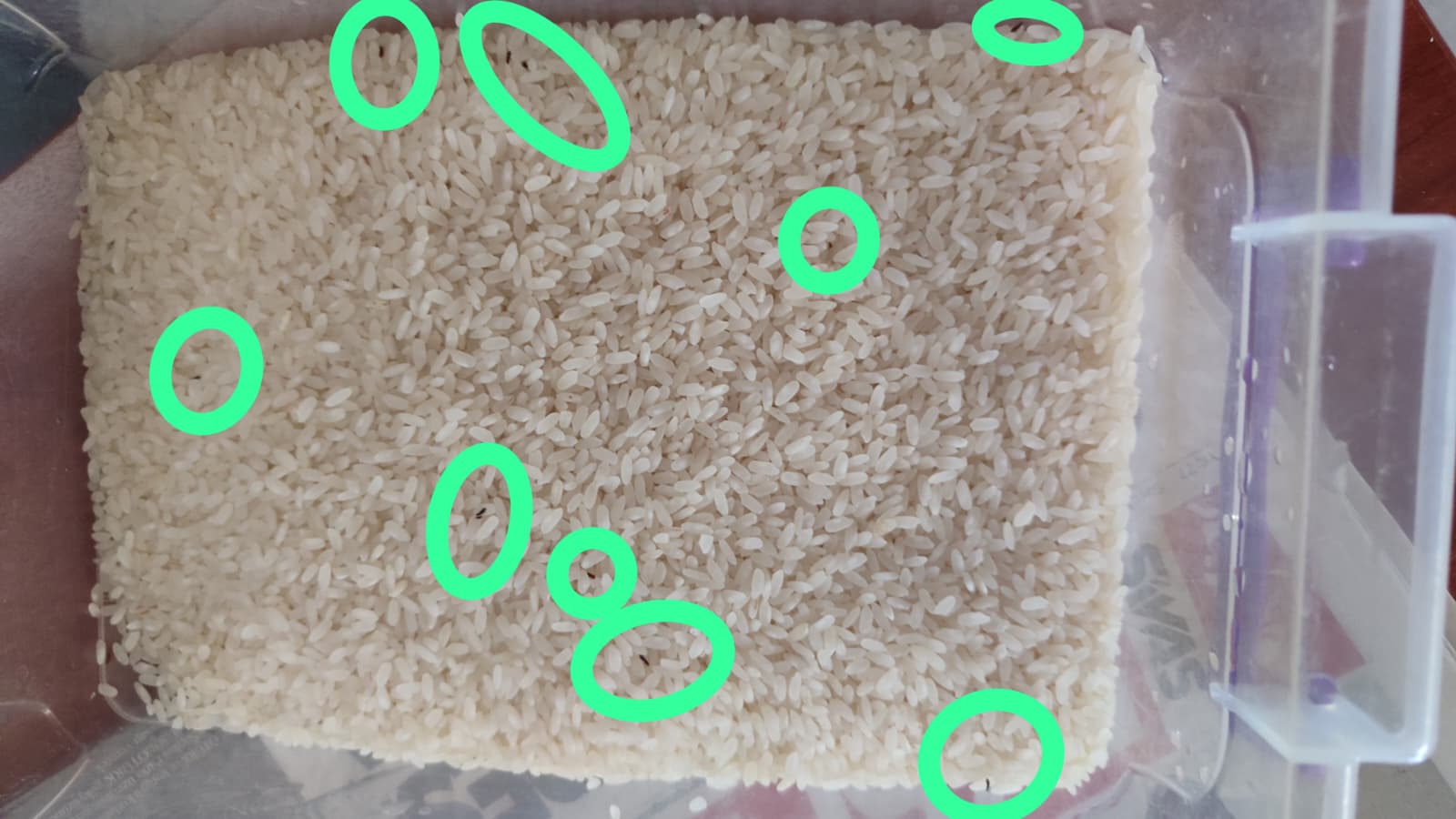 Sivas’ta Pirinçten Böcek Çıktı