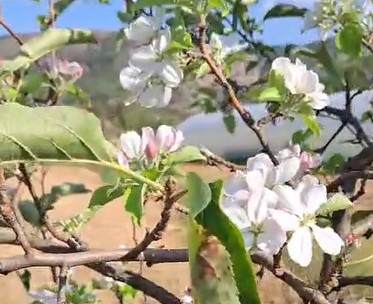 Sivas'ta Elma Ağaçları Mevsimi Şaşırdı