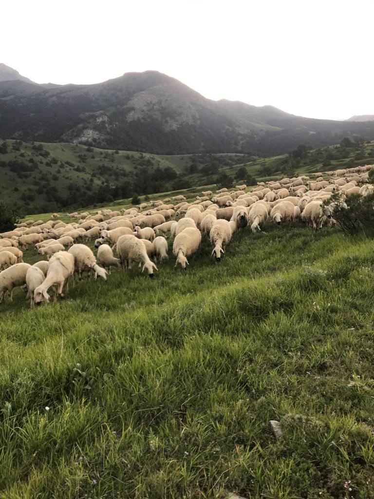 Sivas'ta Kangal Koyunları  Daha Sağlıklı Olacak