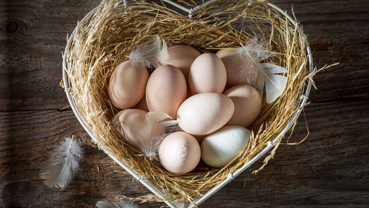 Türkiye’nin yumurta ihracatı 4 kat arttı