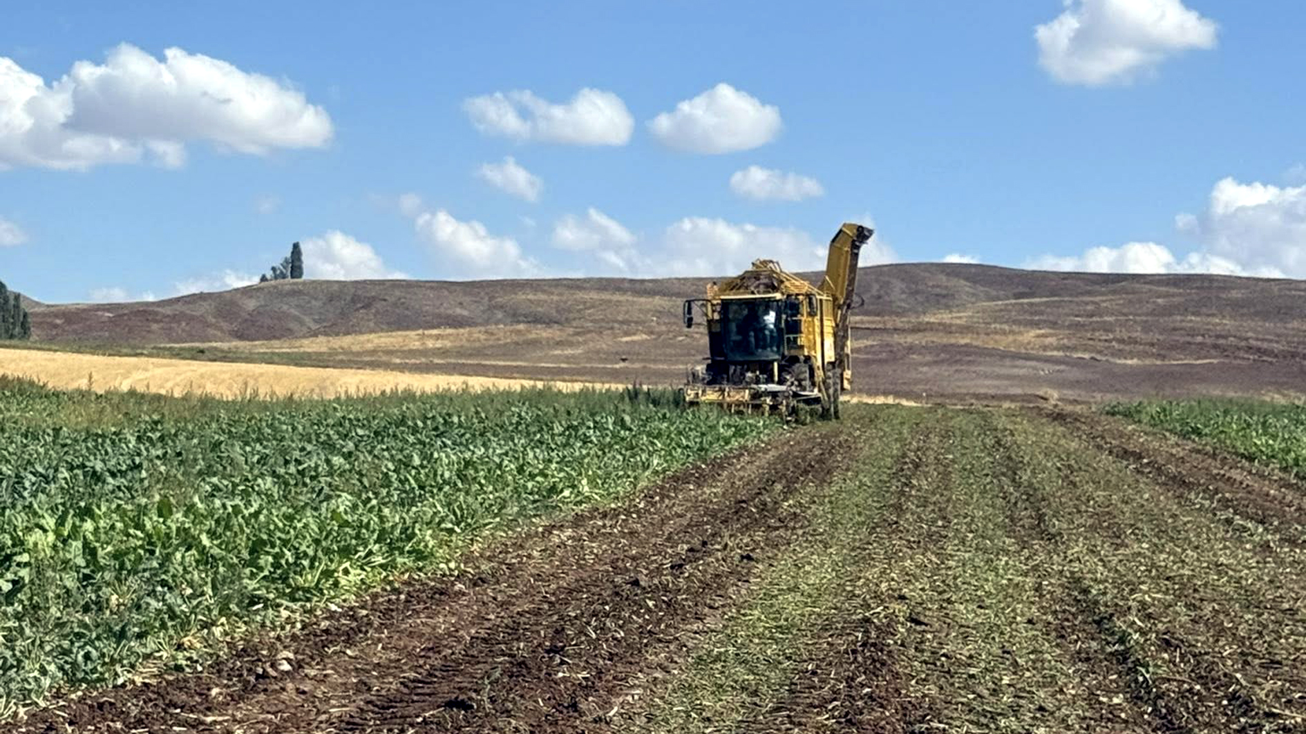 Sivas'ta Pancar Hasadı Başladı