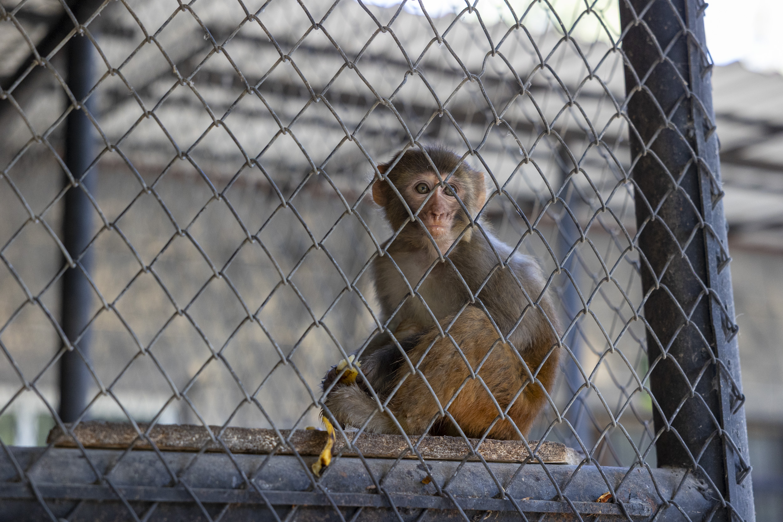 Şiddet mağduru maymun koruma altında