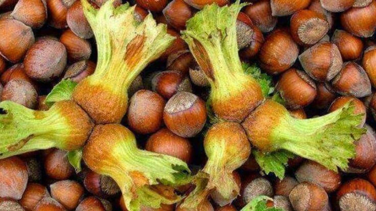 Fındık Fiyatı Psikolojik Eşiği Aştı