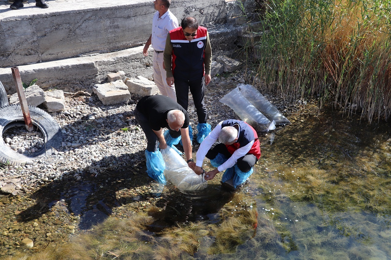 1 Milyon Sazan Balığı Sivas’ın Göllerine Salındı