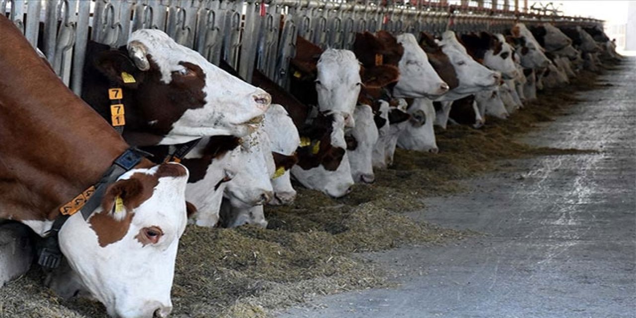 Sivas'ta Hayvancılığın Kalbinde Şap Alarmı!