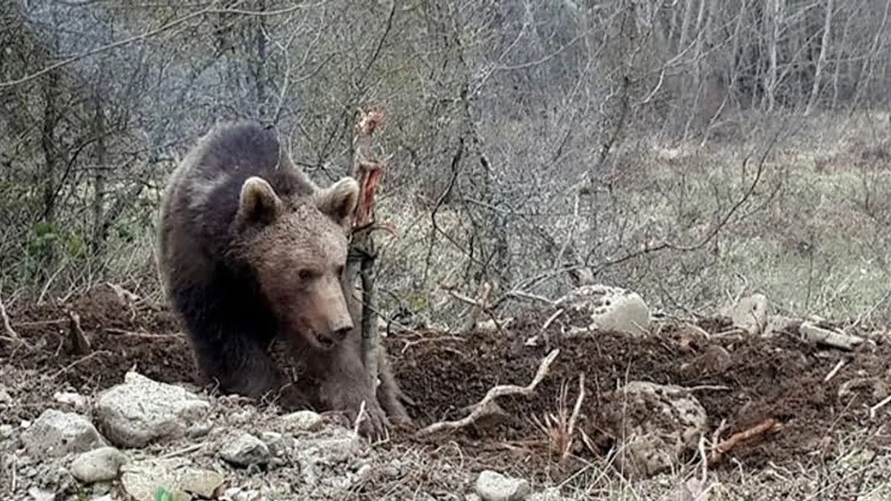 Sivas'ta Bir Adama 3 Ayı Saldırdı, Durumu Ağır