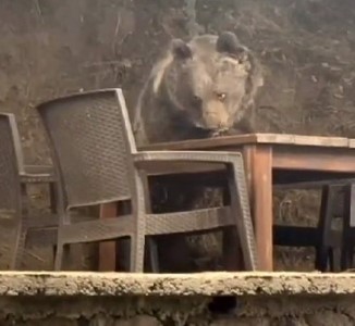 Lokantaya giren ayı masaya oturup servis bekledi