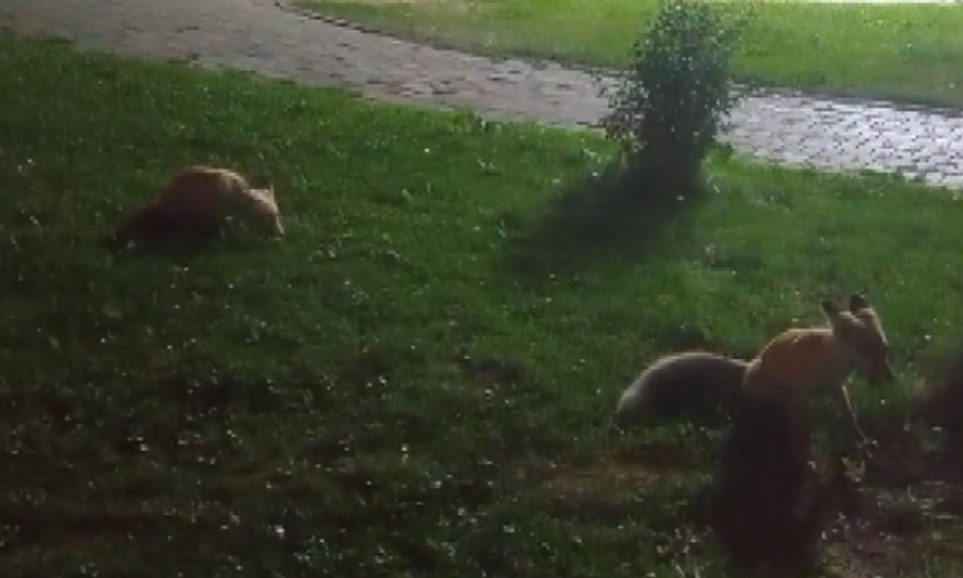 Sivas'ta Piknikçilere Tilki Sürprizi