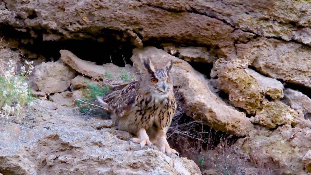Türkiye’nin En Büyük Baykuşu Sivas'ta Görüntülendi
