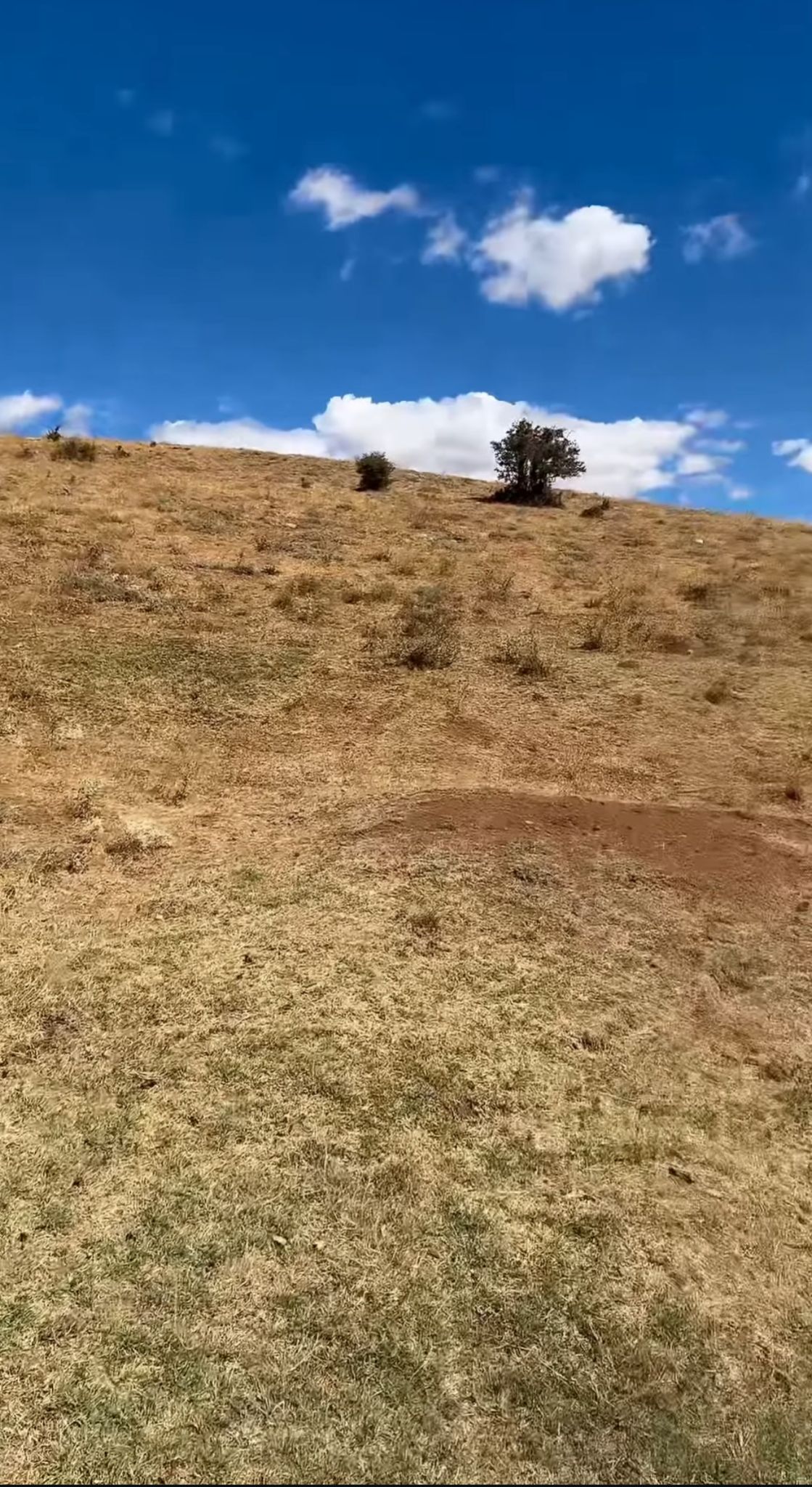 Sivas’ta navigasyon kahve dedi, tarla çıktı!