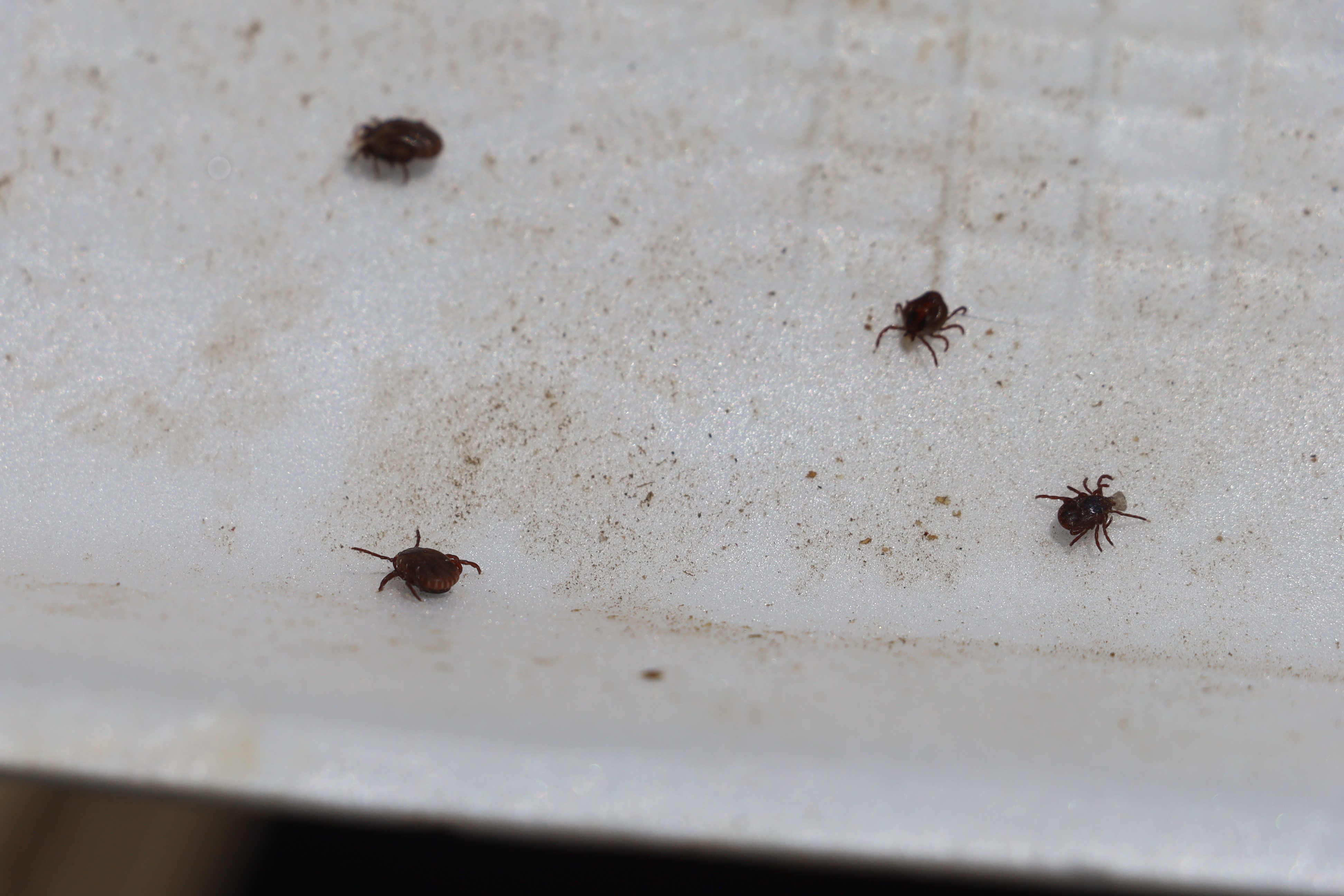 Sivas’ta KKKA’ya Karşı Sonbahar Uyarısı