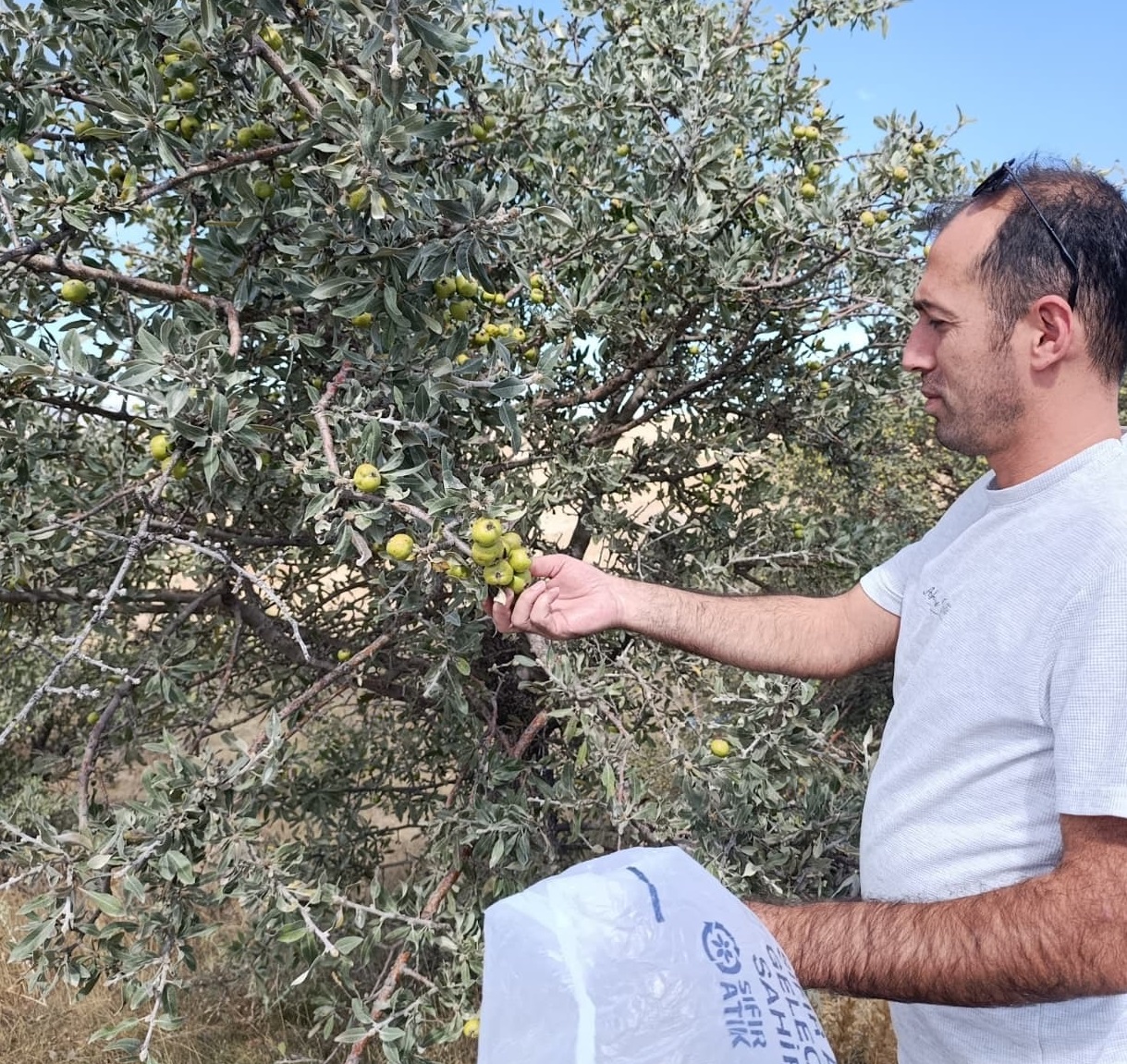 Sivas’ta Şifa Kaynağı Çördük ve Alıç Zamanı