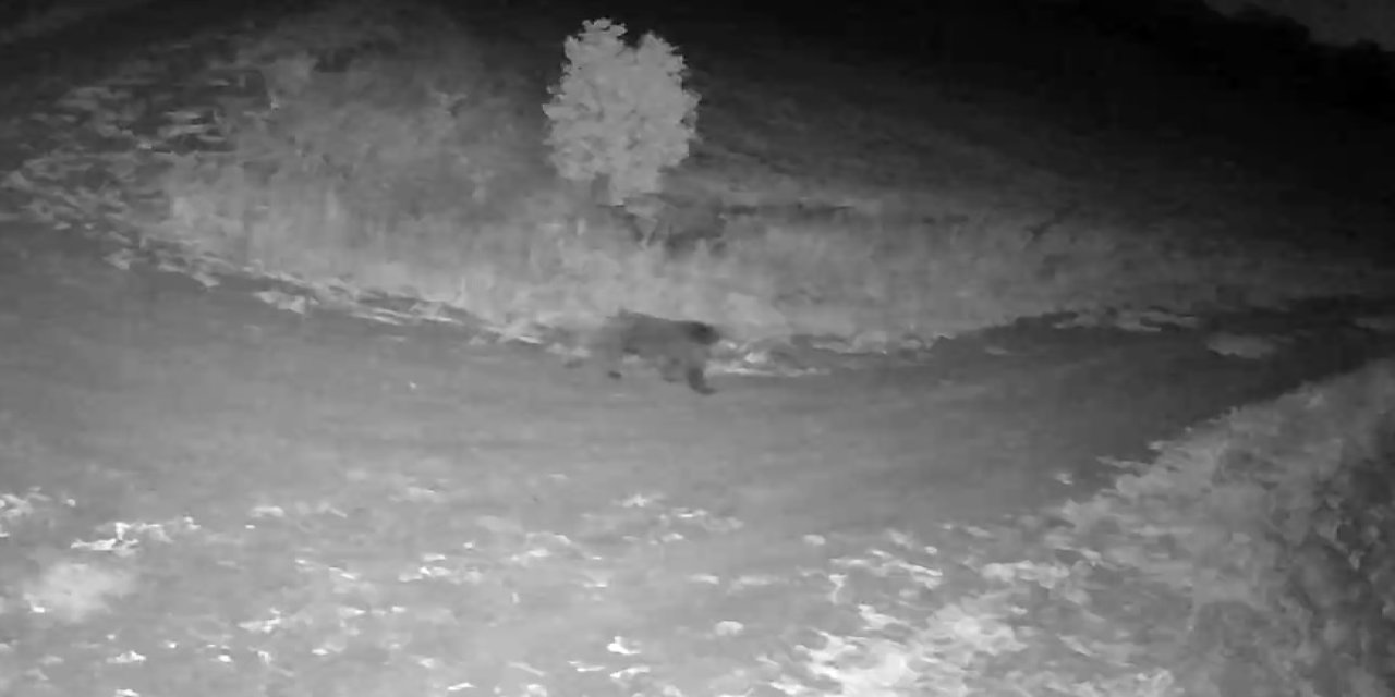 Sivas'ta yiyecek arayan ayı güvenlik kamerasında