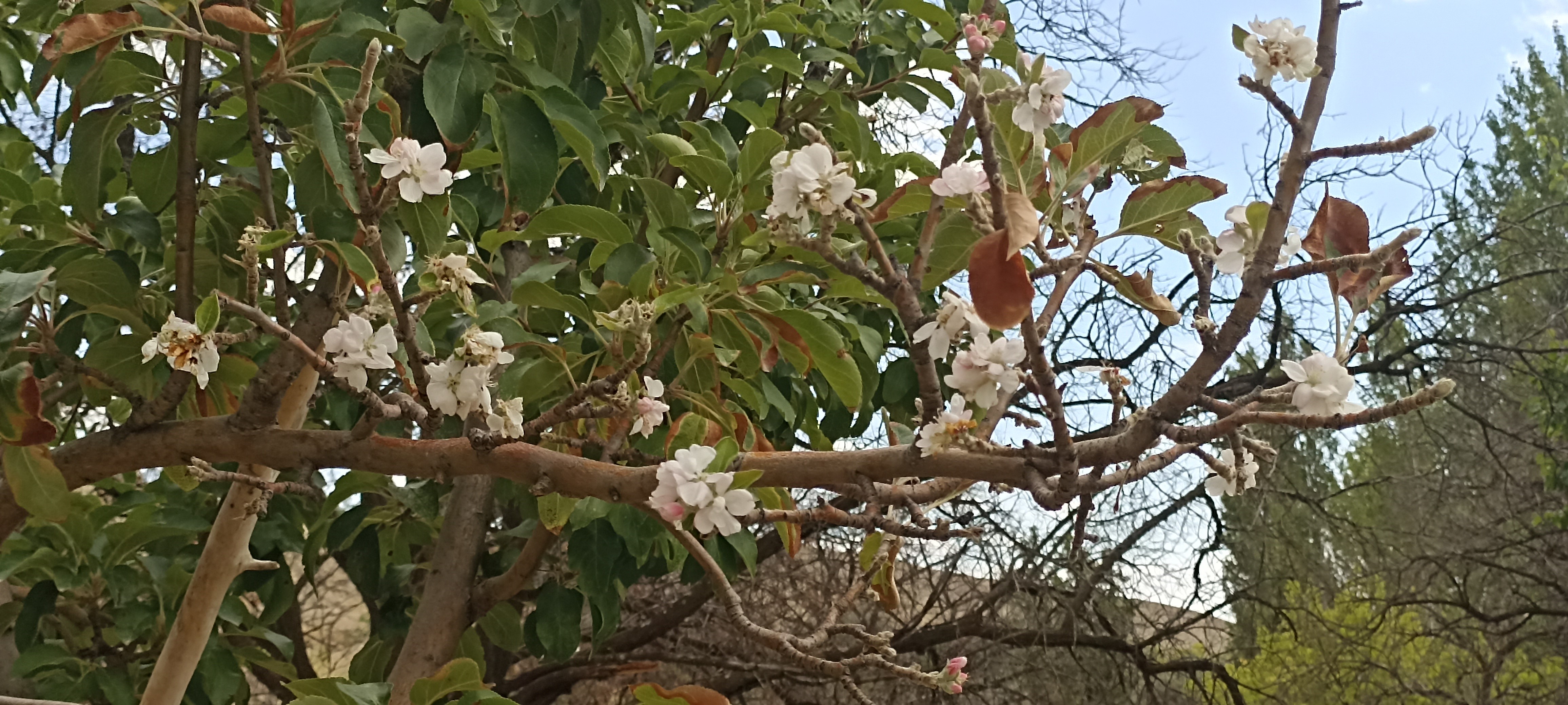 Sivas'ta Ağaçlar Mevsimleri Şaşırdı!