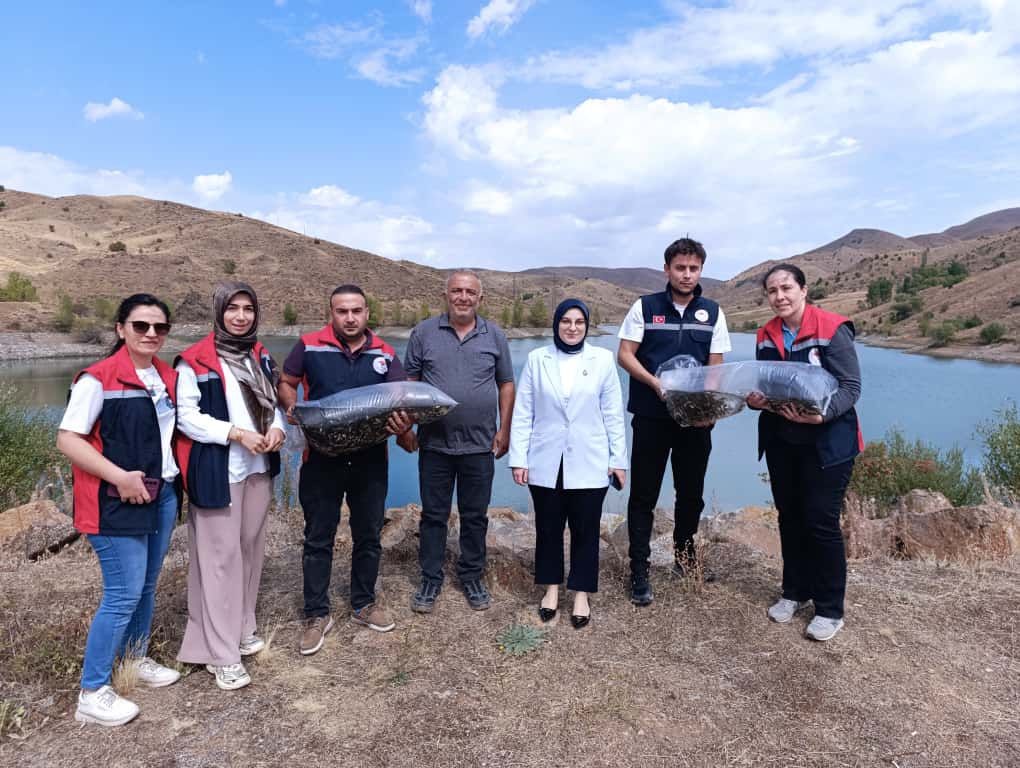 Sivas'ta Yüzlerce Balık Suyla Buluştu