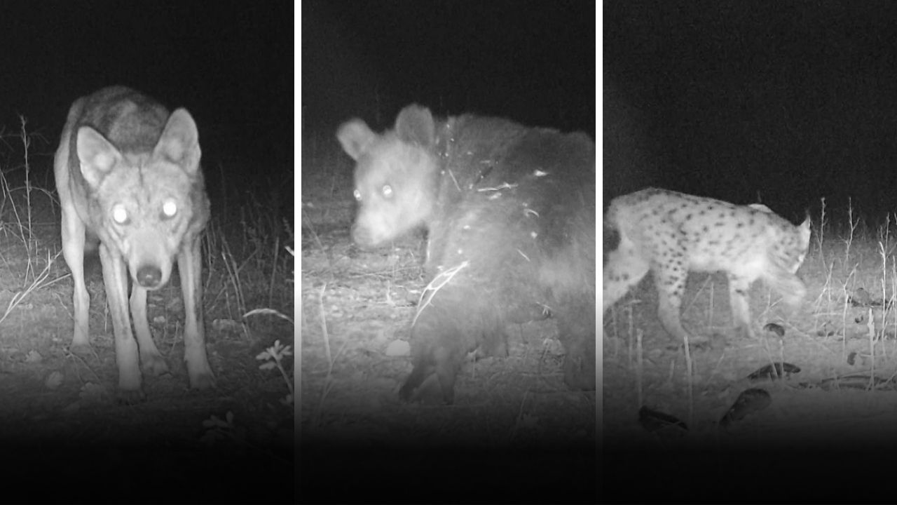 Sivas'ın Vahşi Yaşamından Ürkütücü Görüntüler