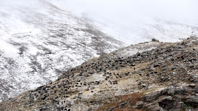Küçükbaş hayvan sürüleri kar yağışına hazırlıksız yakalandı