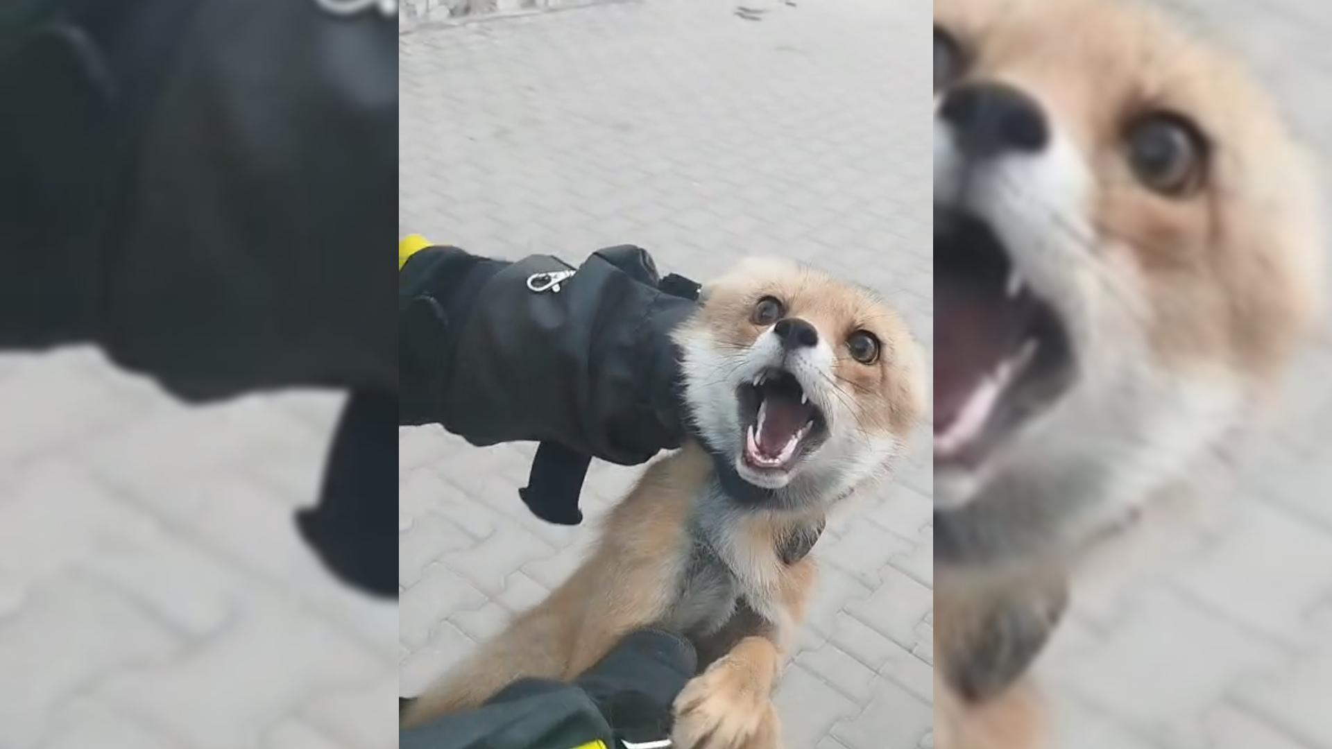 Sivas'ta Binaya Tilki Girdi!