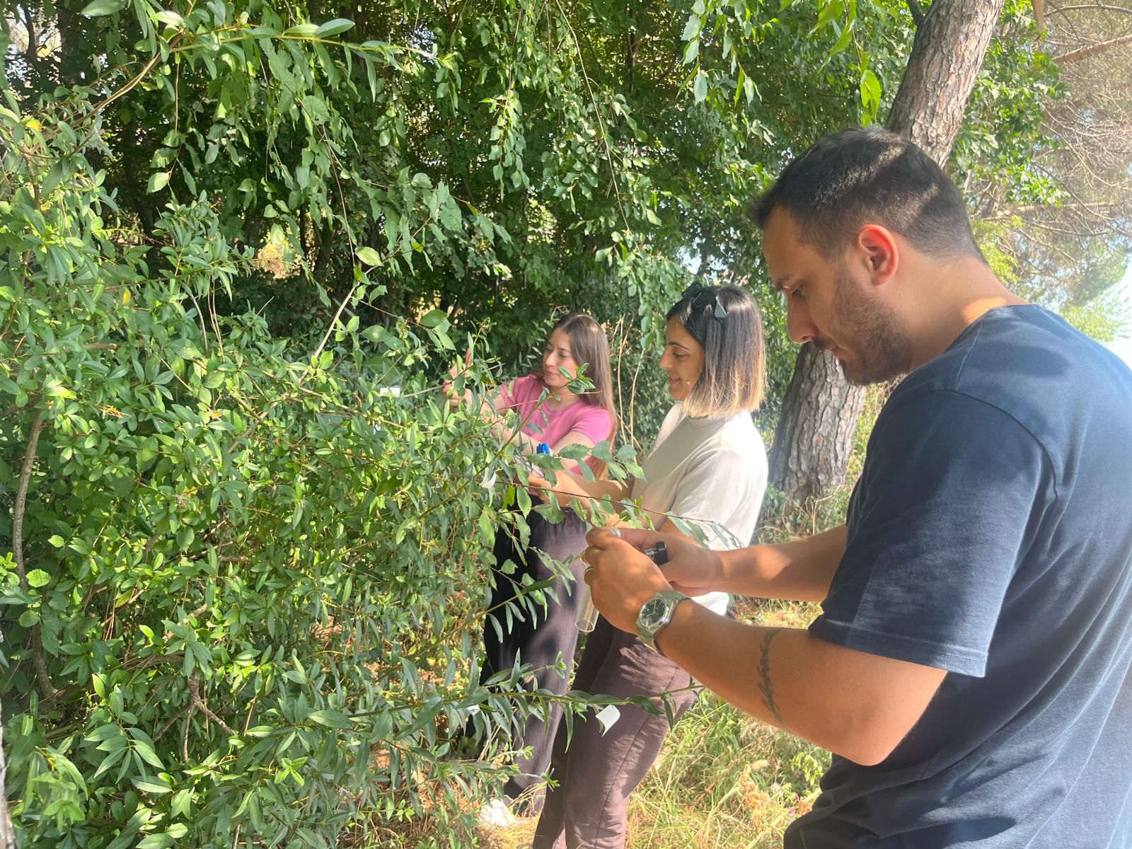 1 Milyon Samuray Arısı Doğaya Salındı