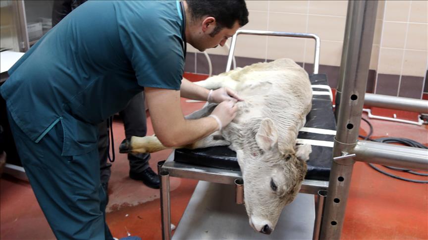 Sivas Veterinerleri Buzağı Sağlığı İçin Erzurum’da Eğitimde