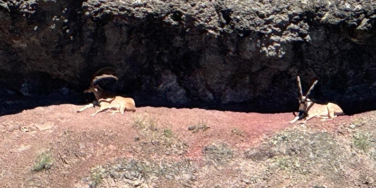 Sivas'ta yaban keçisi popülasyonu artıyor