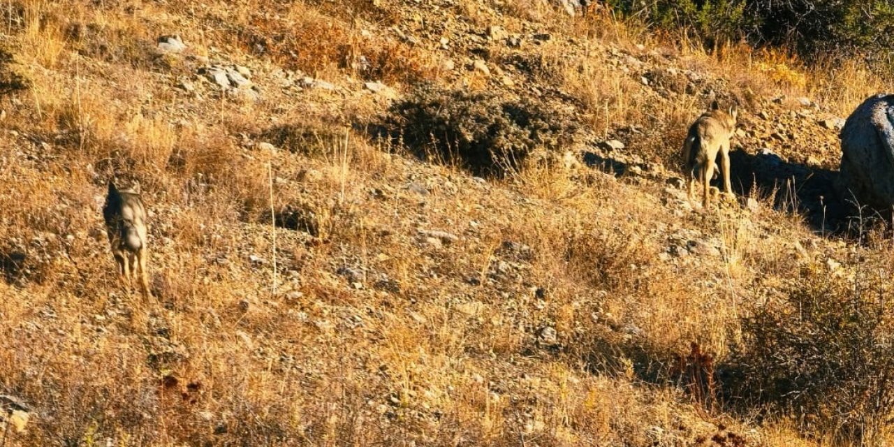 Sivas'ta kurtlar görüldü