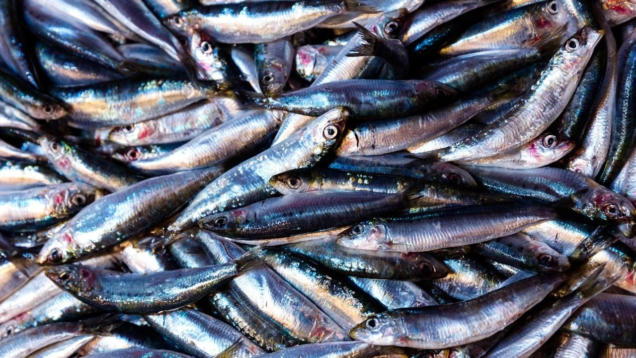 Karadeniz’de hamsi bereketi