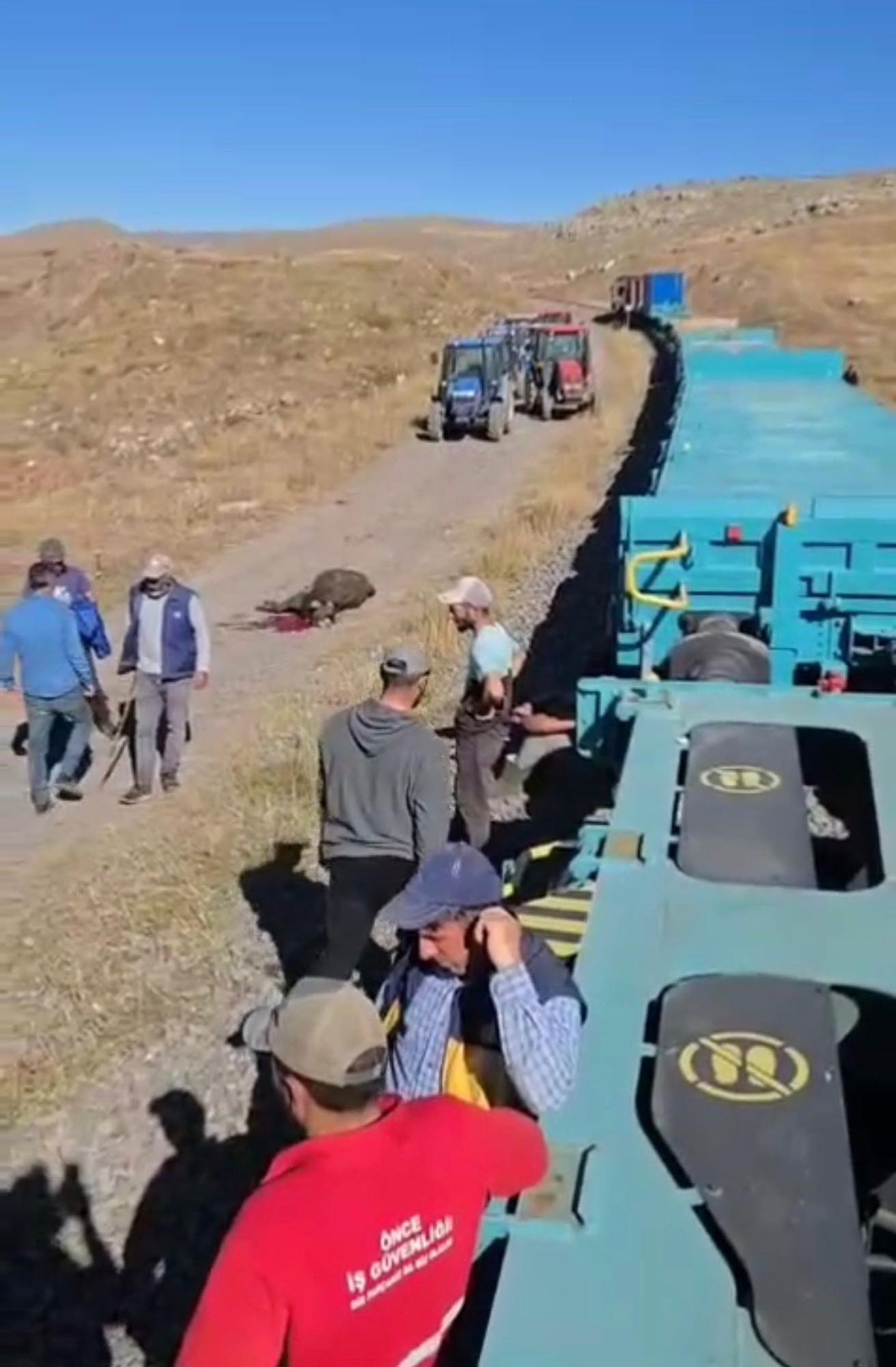 Yük treni büyükbaş sürüsüne çarptı; 5 inek öldü