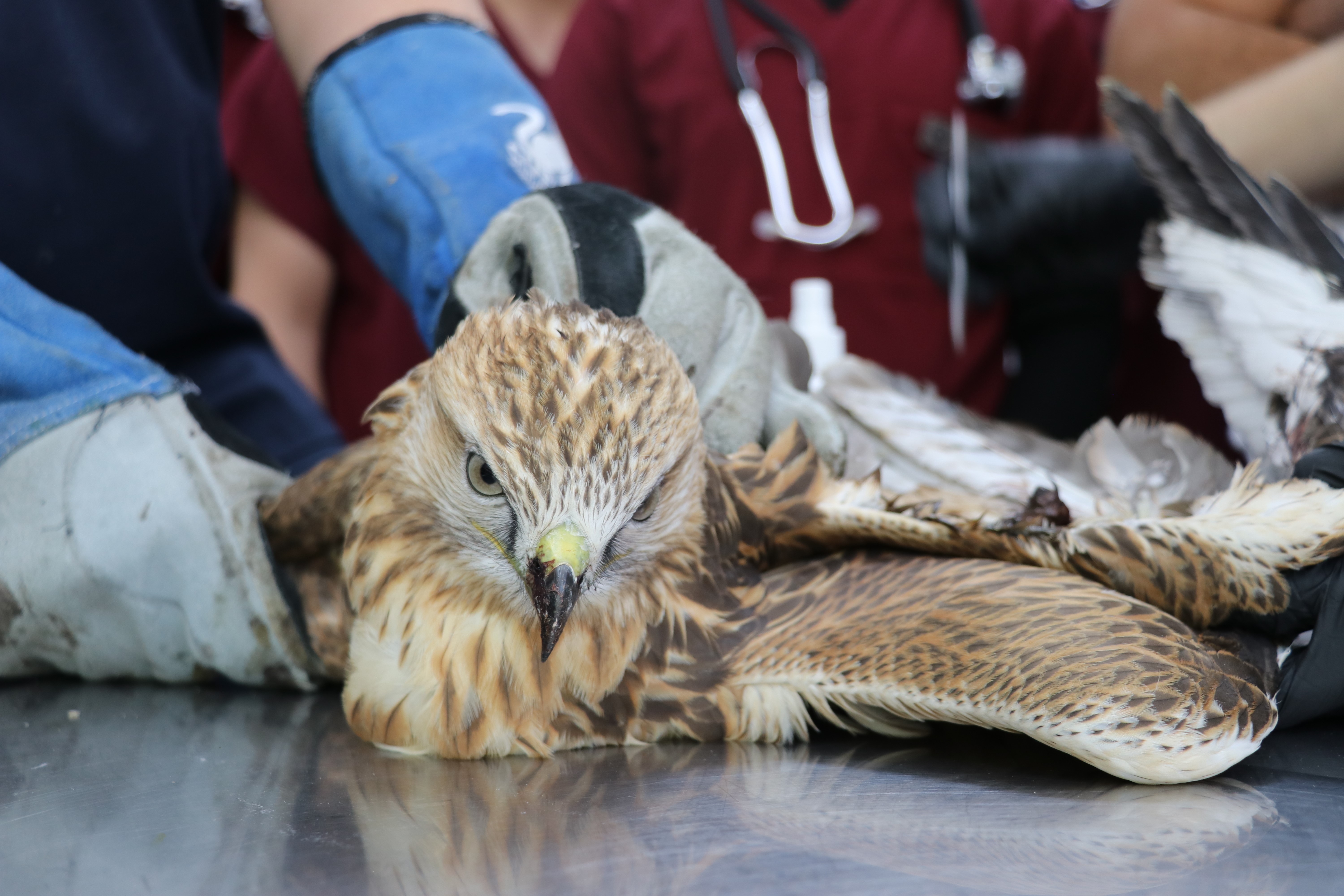 Sivas’ta Yaralı Kızıl Şahin Tedavi Altına Alındı