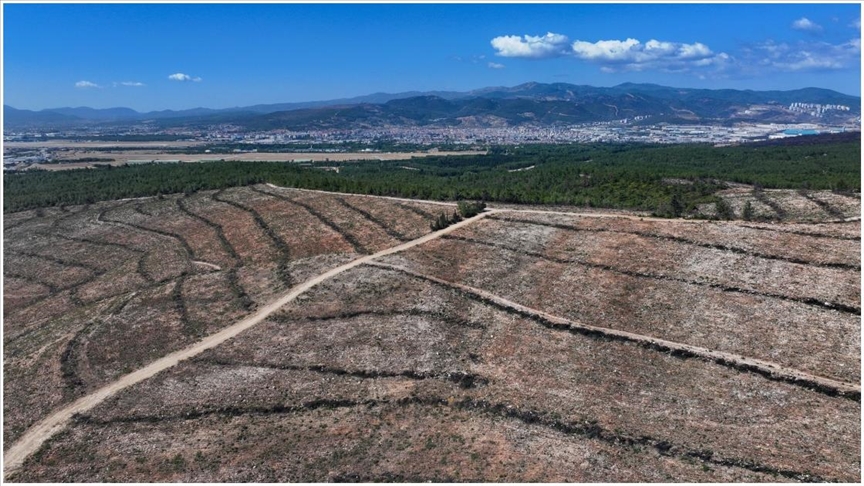 İzmir'deki orman yangınlarının izleri silinecek