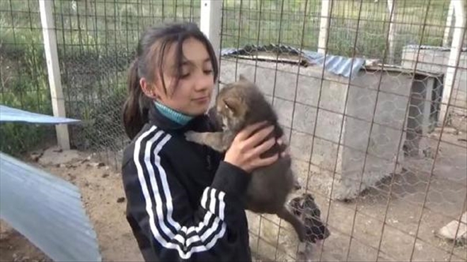 KANGAL KÖPEĞİ YAVRU KURTLARI EMZİRDİ