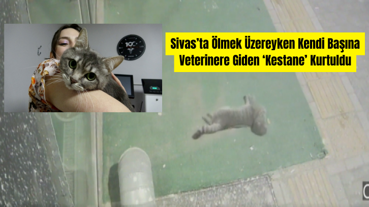 Sivas’ta Ölmek Üzereyken Kendi Başına Veterinere Giden ‘Kestane’ Kurtuldu
