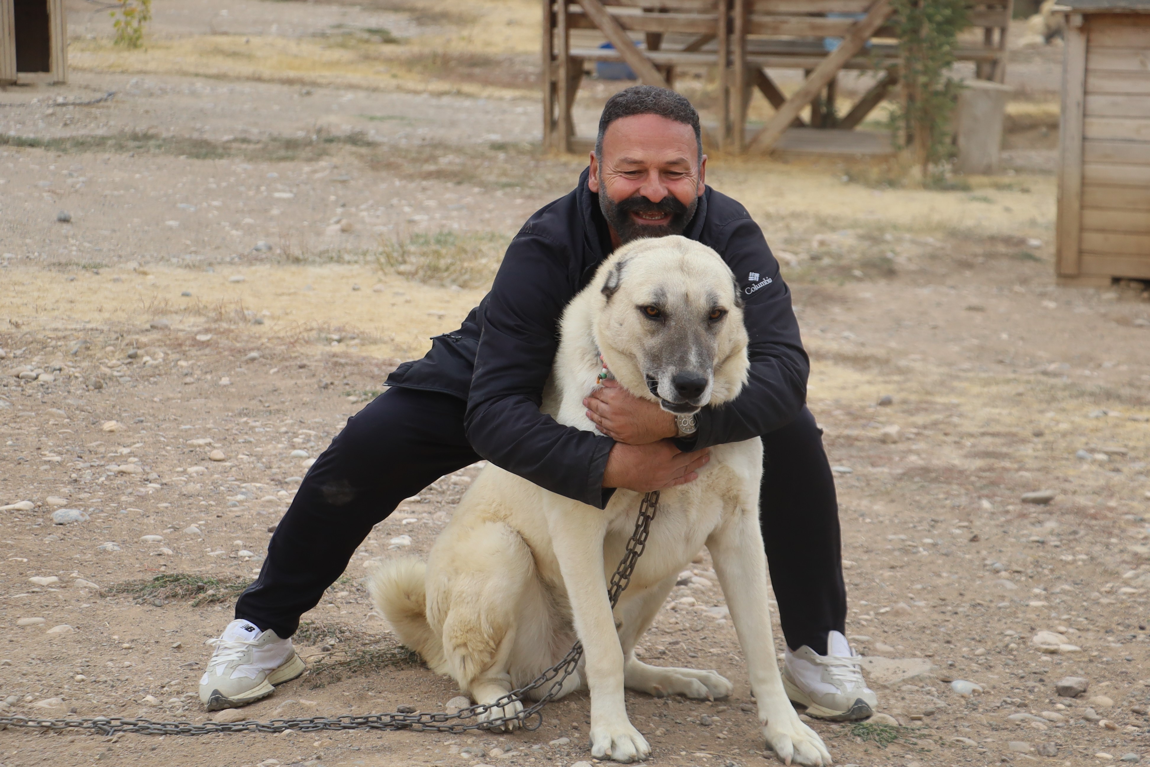 Kış Aylarında Kangalların Davranışları Kurtları Hatırlatıyor