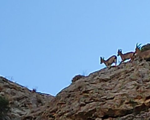 Sivas’ta Dağ Keçileri Kayalıklarda Kameraya Yakalandı