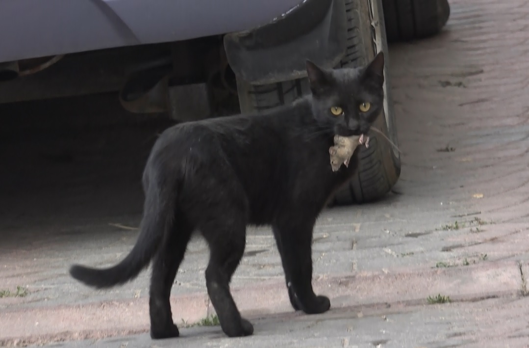 Fare Kaçtı, Kedi Yakaladı! Sivas’ta Kedi-Fare Oyunu Kamerada
