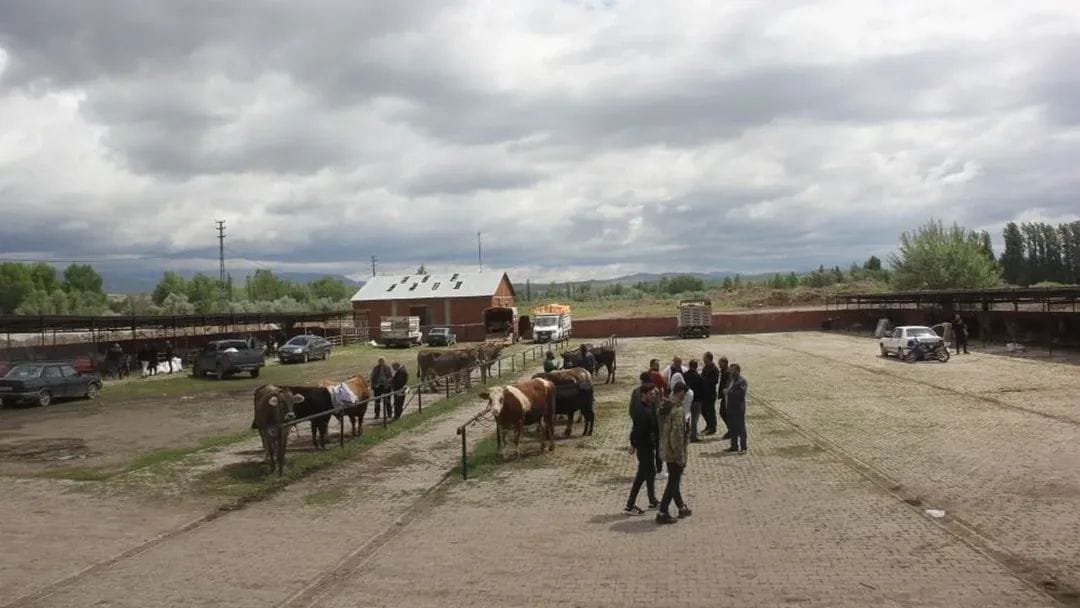 Sivas’ta Hayvancılıkta Şok Tablo: Sürüler Küçülüyor, Ahırlar Boş Kalıyor