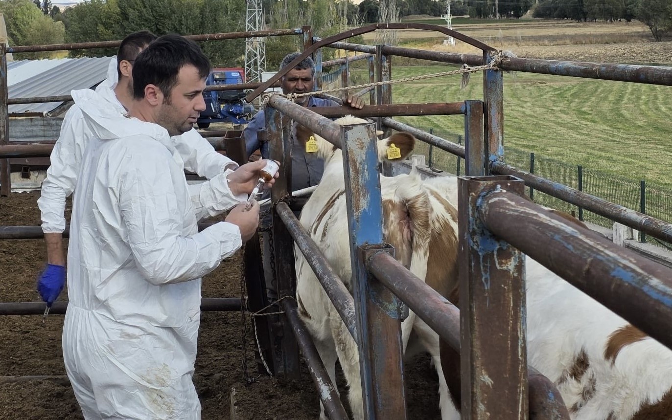 Sivas’ta Büyükbaş Hayvanlarda Aşılama Seferberliği