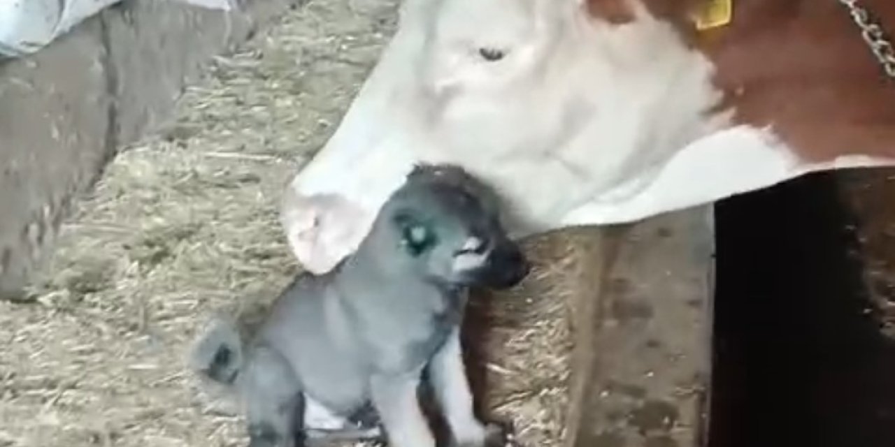 Sivas’ta Kangal Köpeği ile İnek Arasında Sıcak Dostluk