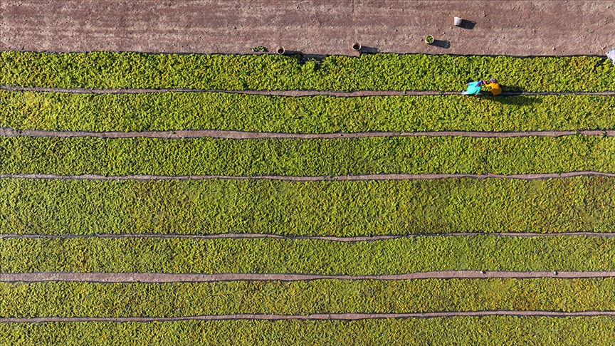 Sivaslı Çiftçiler Müjde! Destek Ödemeleri Bugün Yatıyor
