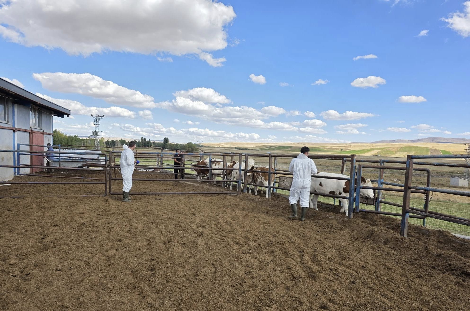 Sivas'ta Hayvancılıkla İlgili Sağlık Önlemleri Güçlendiriliyor