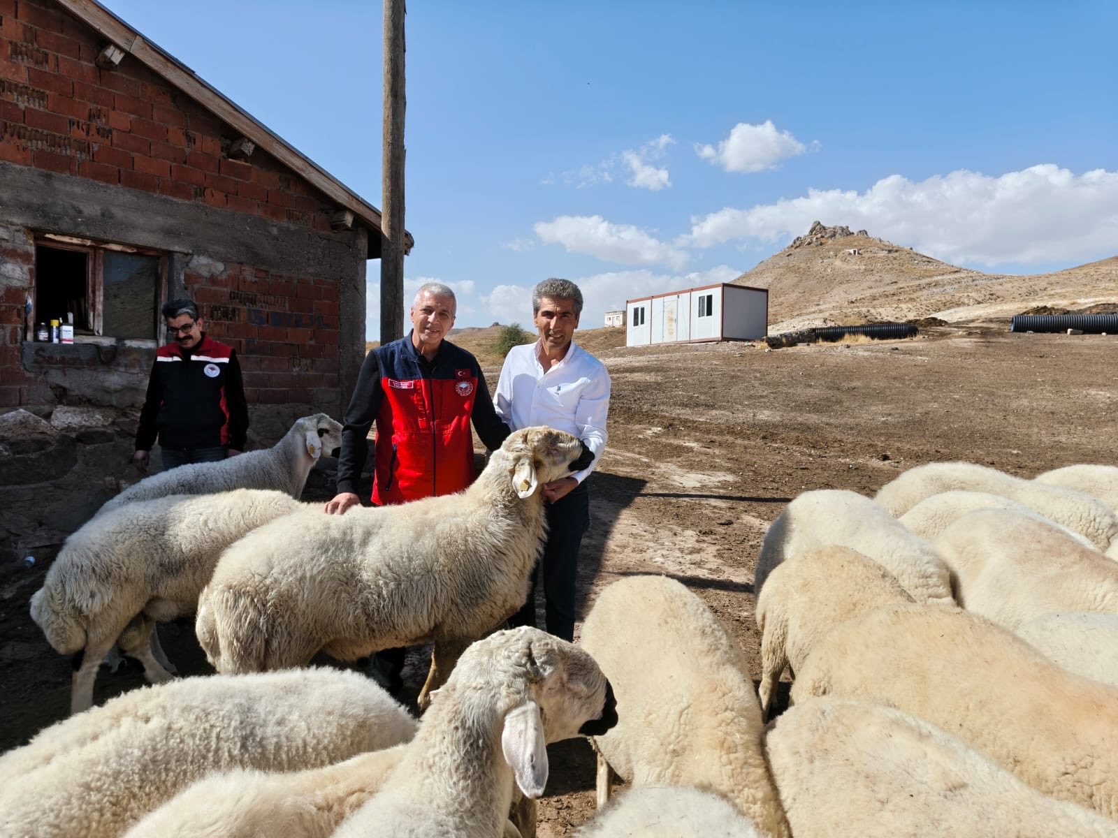 Sivas’ta Kangal Akkaraman Irkı Korunuyor, Verimlilik Artıyor