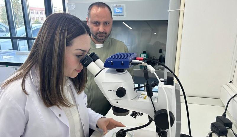 Sivas'ın Yerli Zeron Buğdayı Bulgura Dönüştü